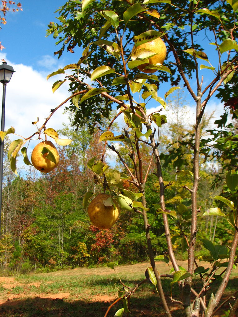 Fall Pictures