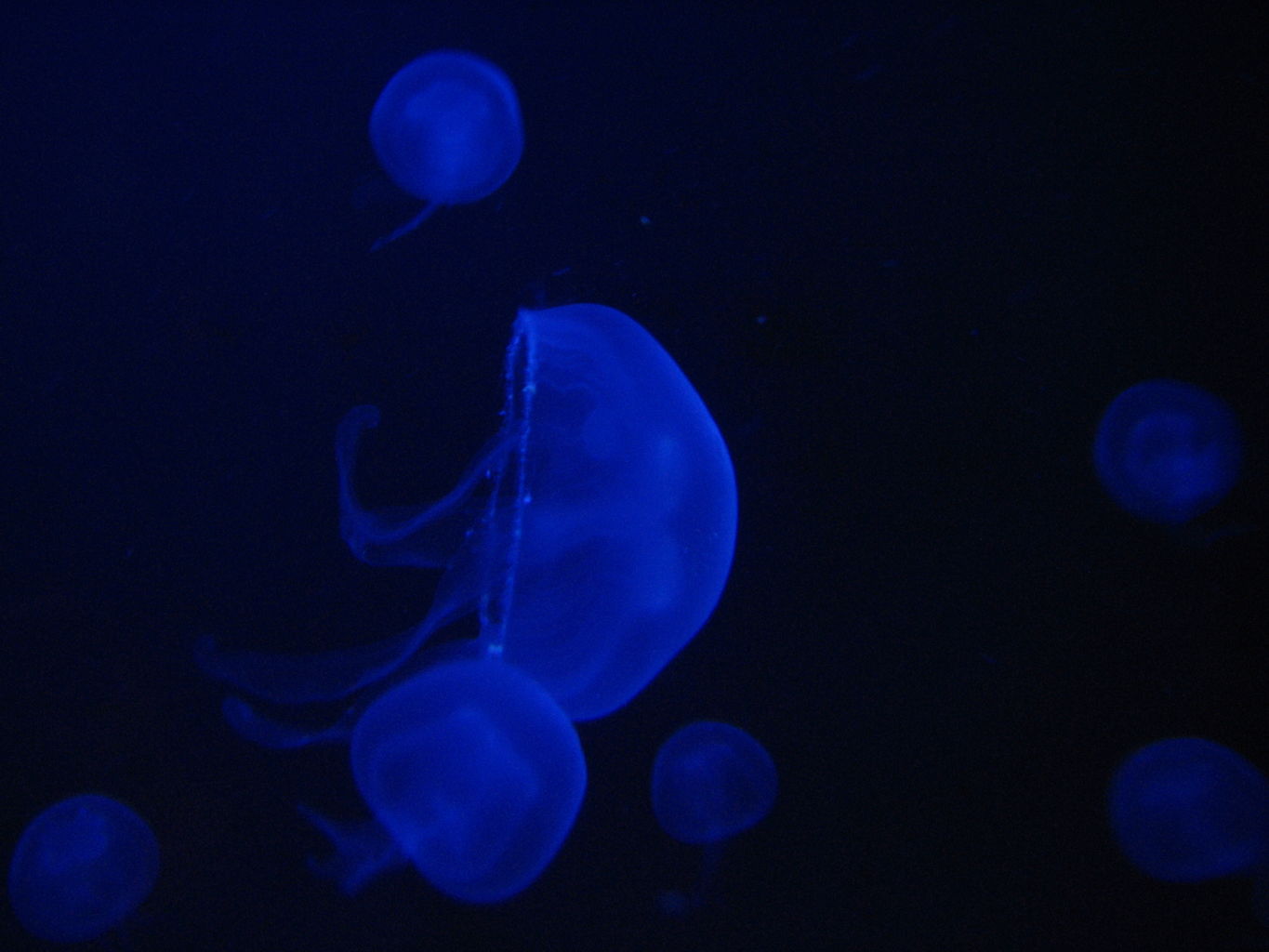 Oklahoma Aquarium