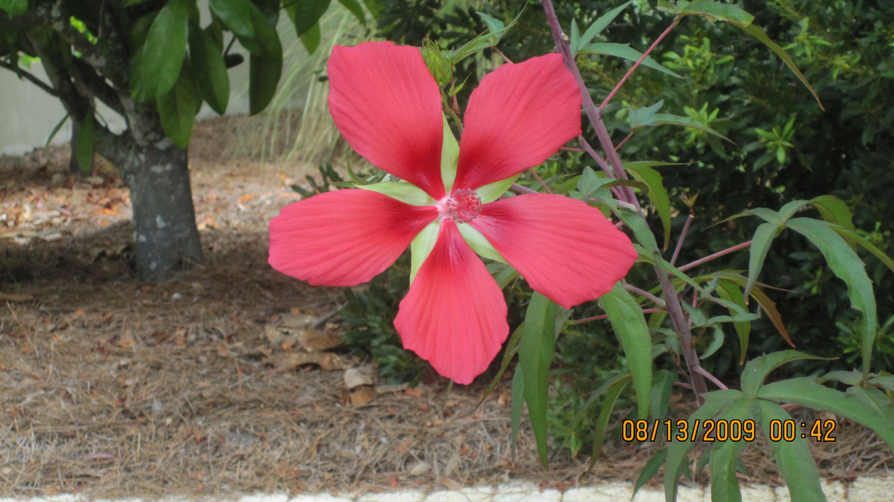 2009-08-13
