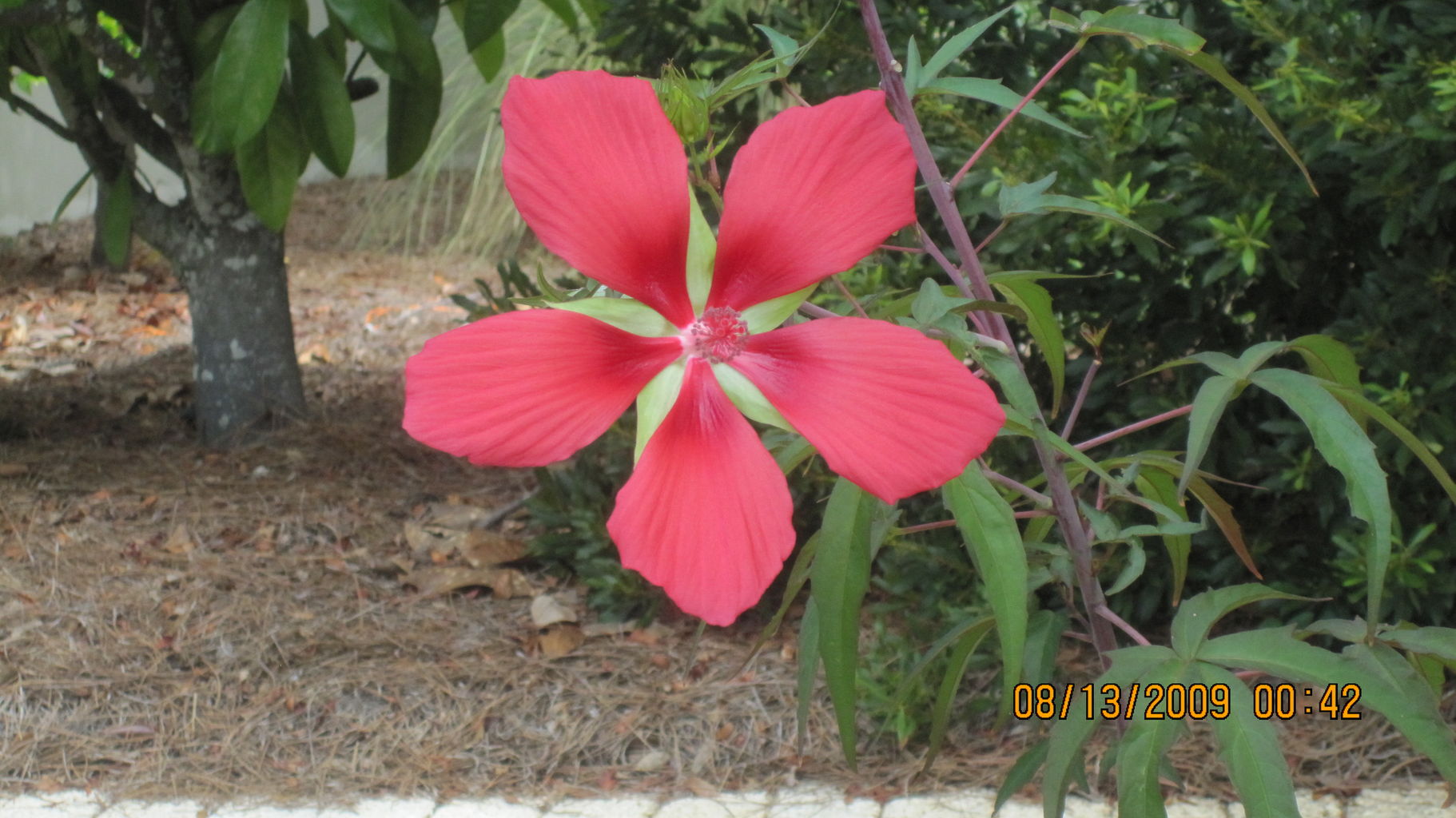 2009-08-13