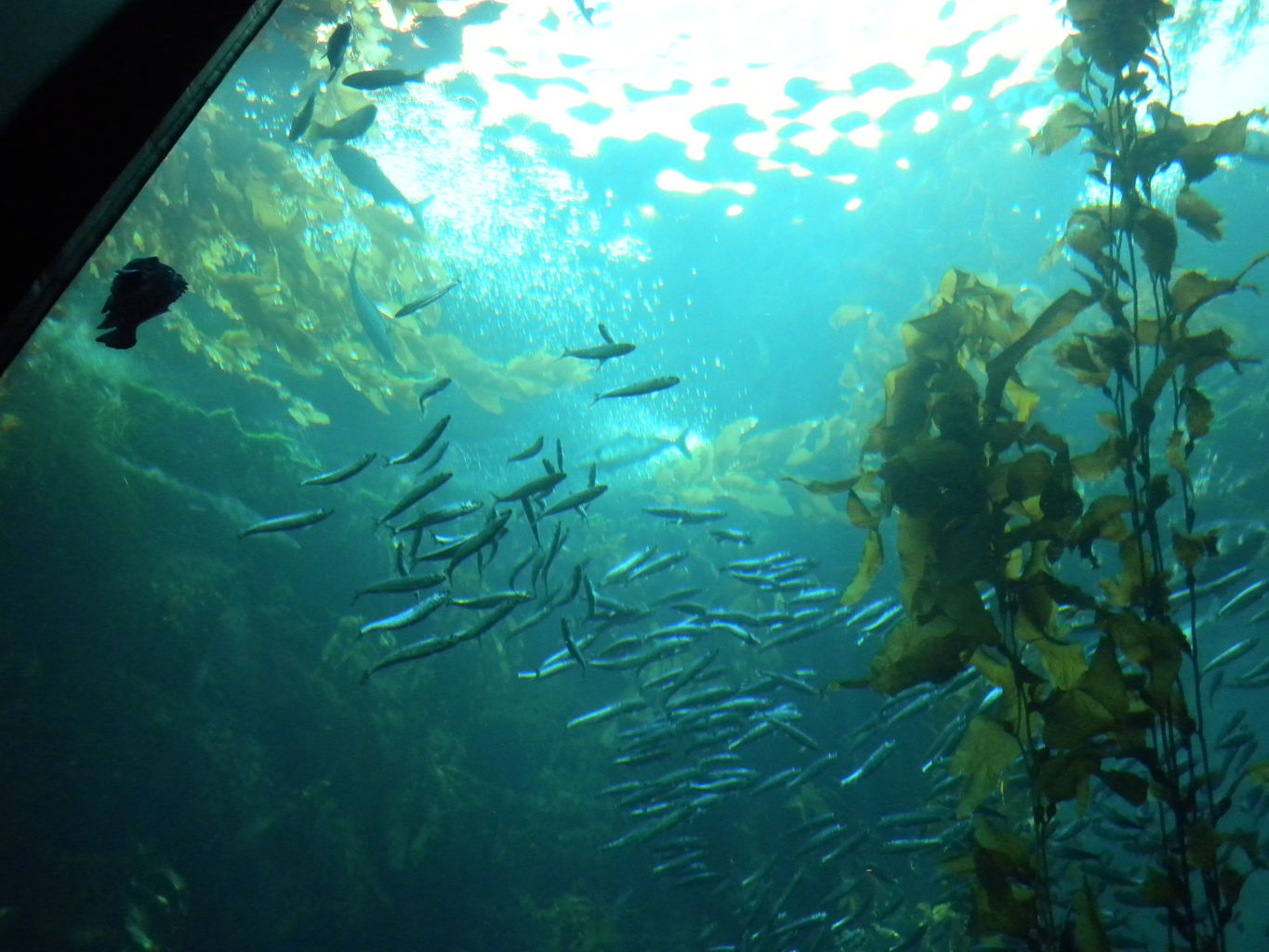 Mike's Trip to Monterey