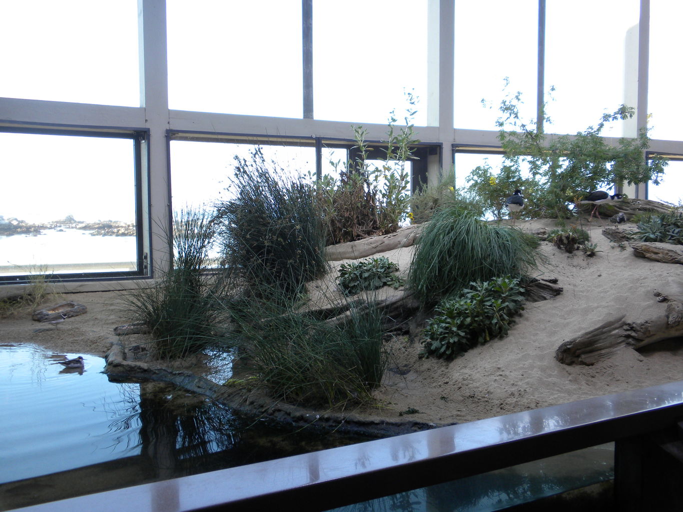 Mike's Trip to Monterey