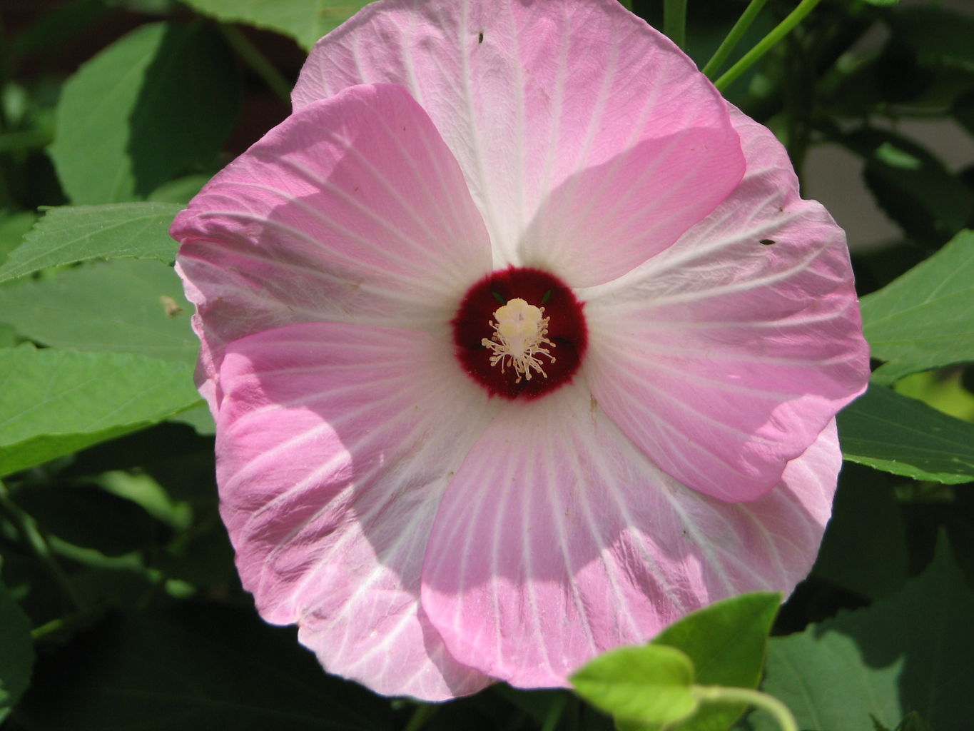 2010-07-02