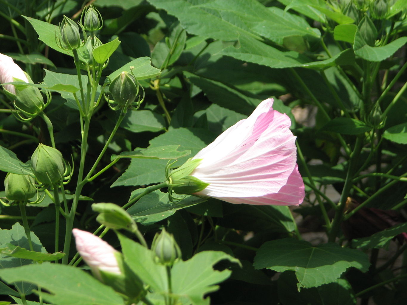 2010-07-02