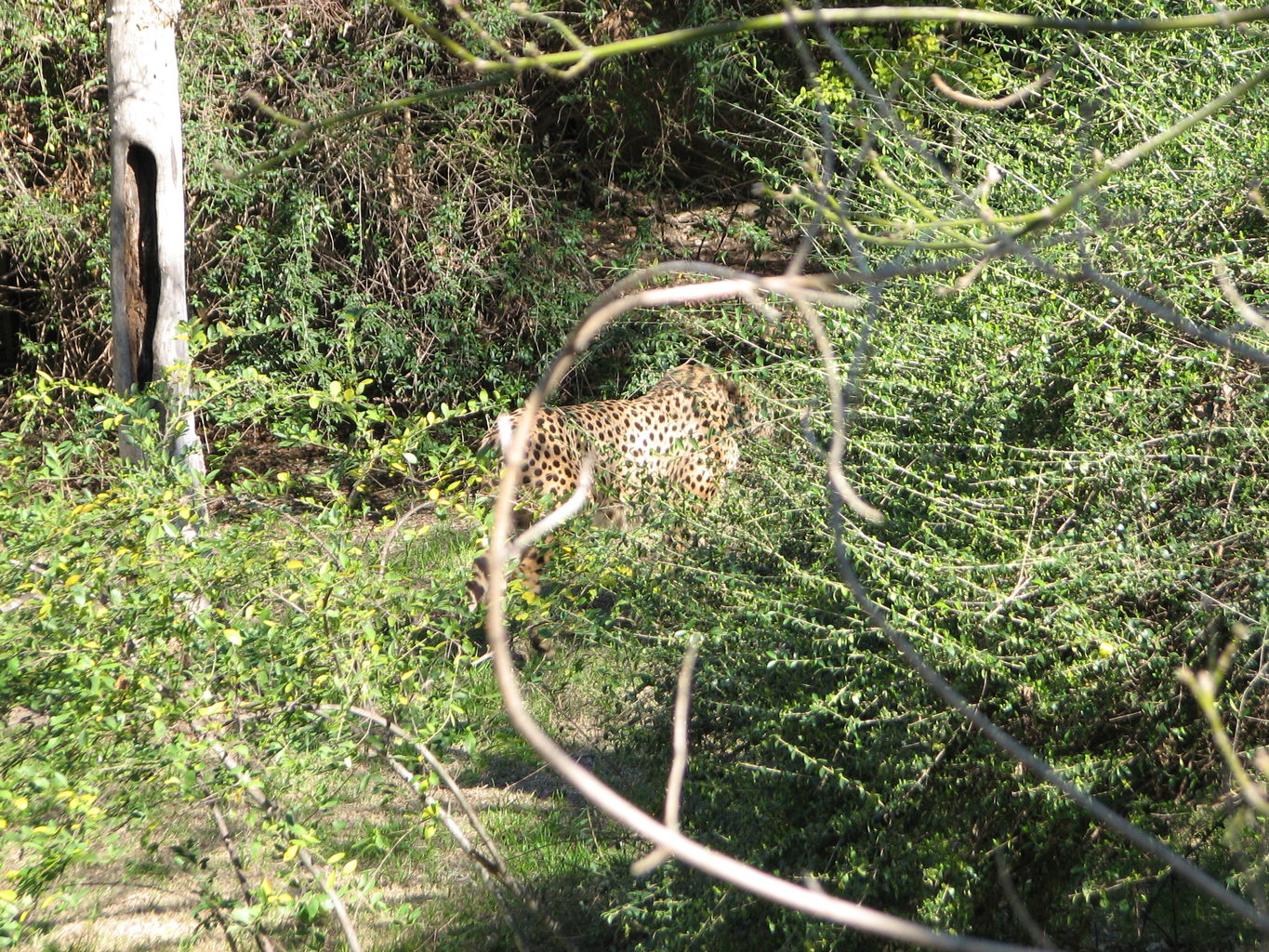 Fort Worth Zoo