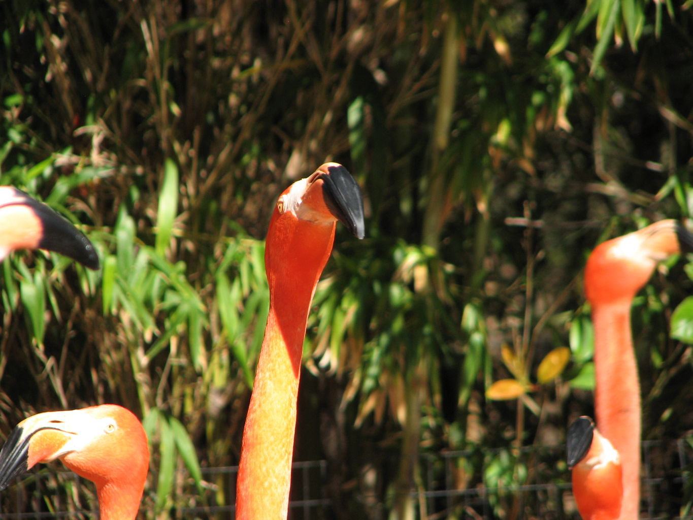 Fort Worth Zoo