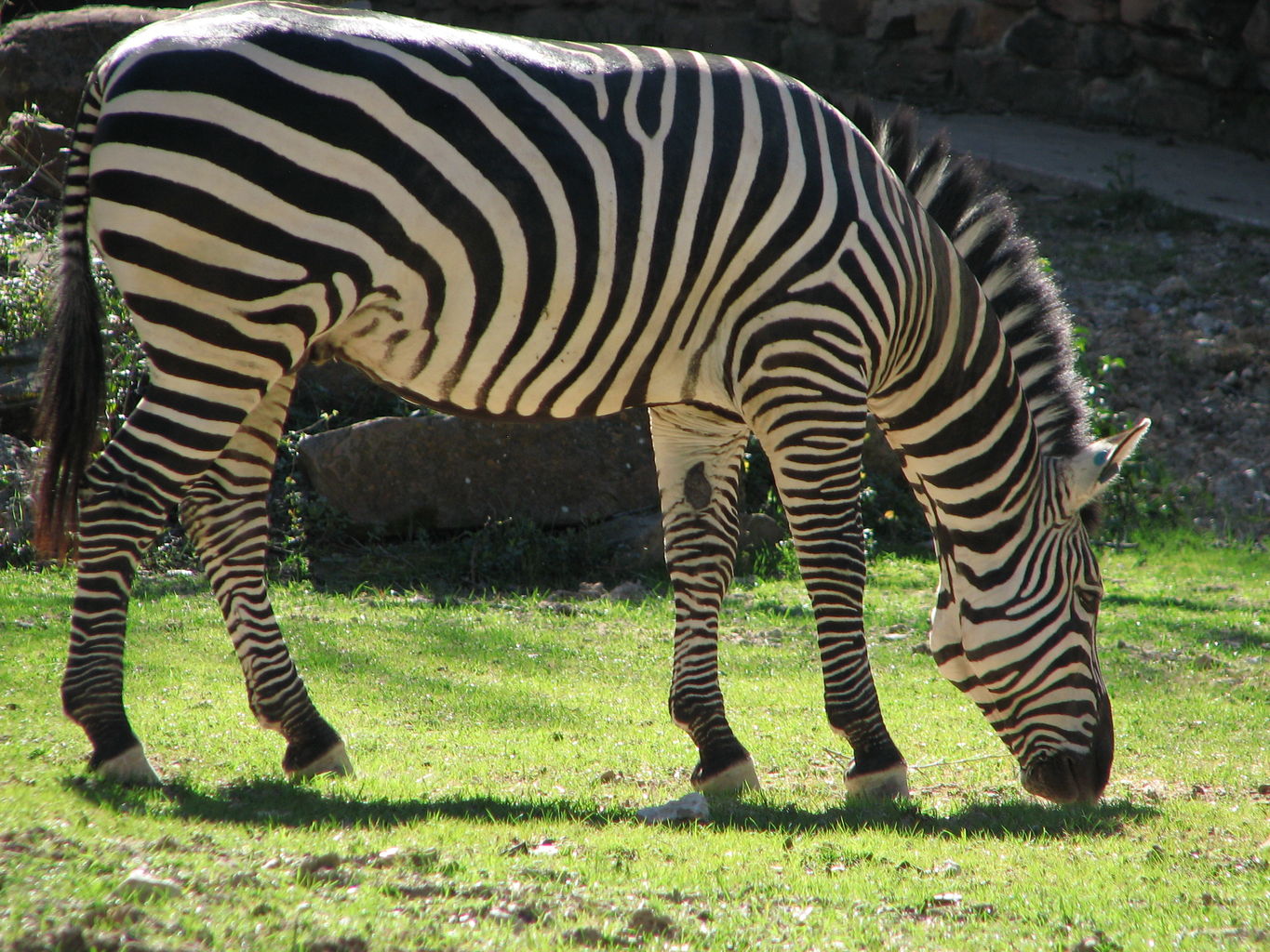 Fort Worth Zoo