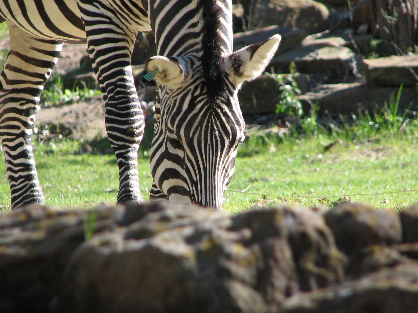 Fort Worth Zoo