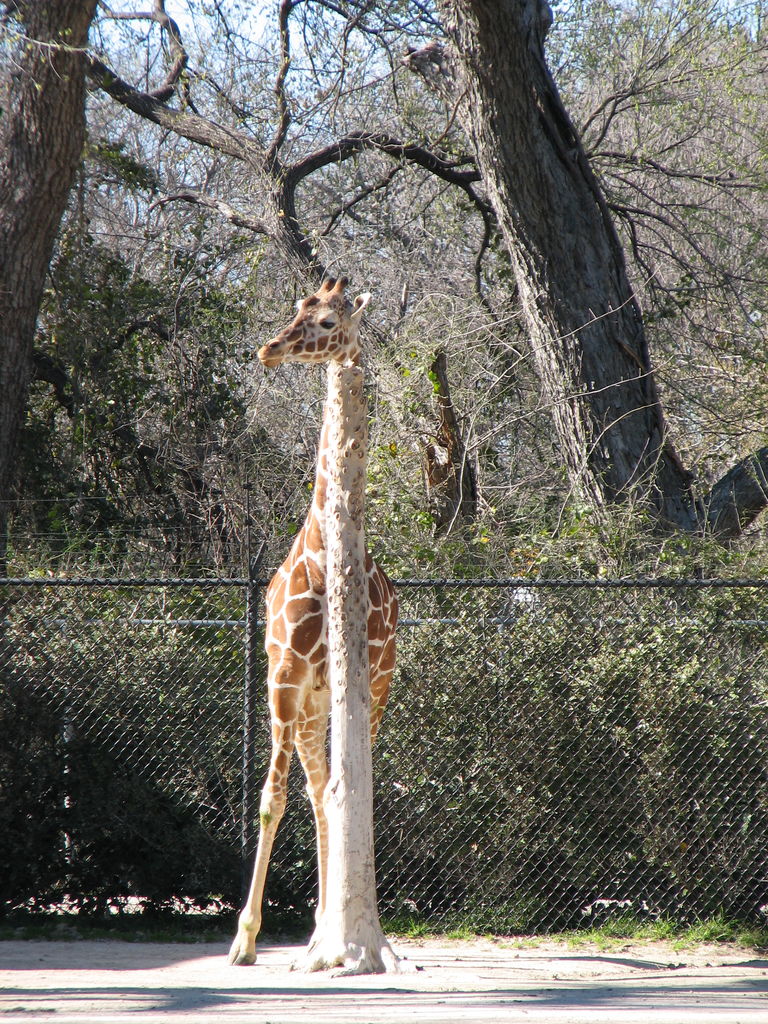 Fort Worth Zoo