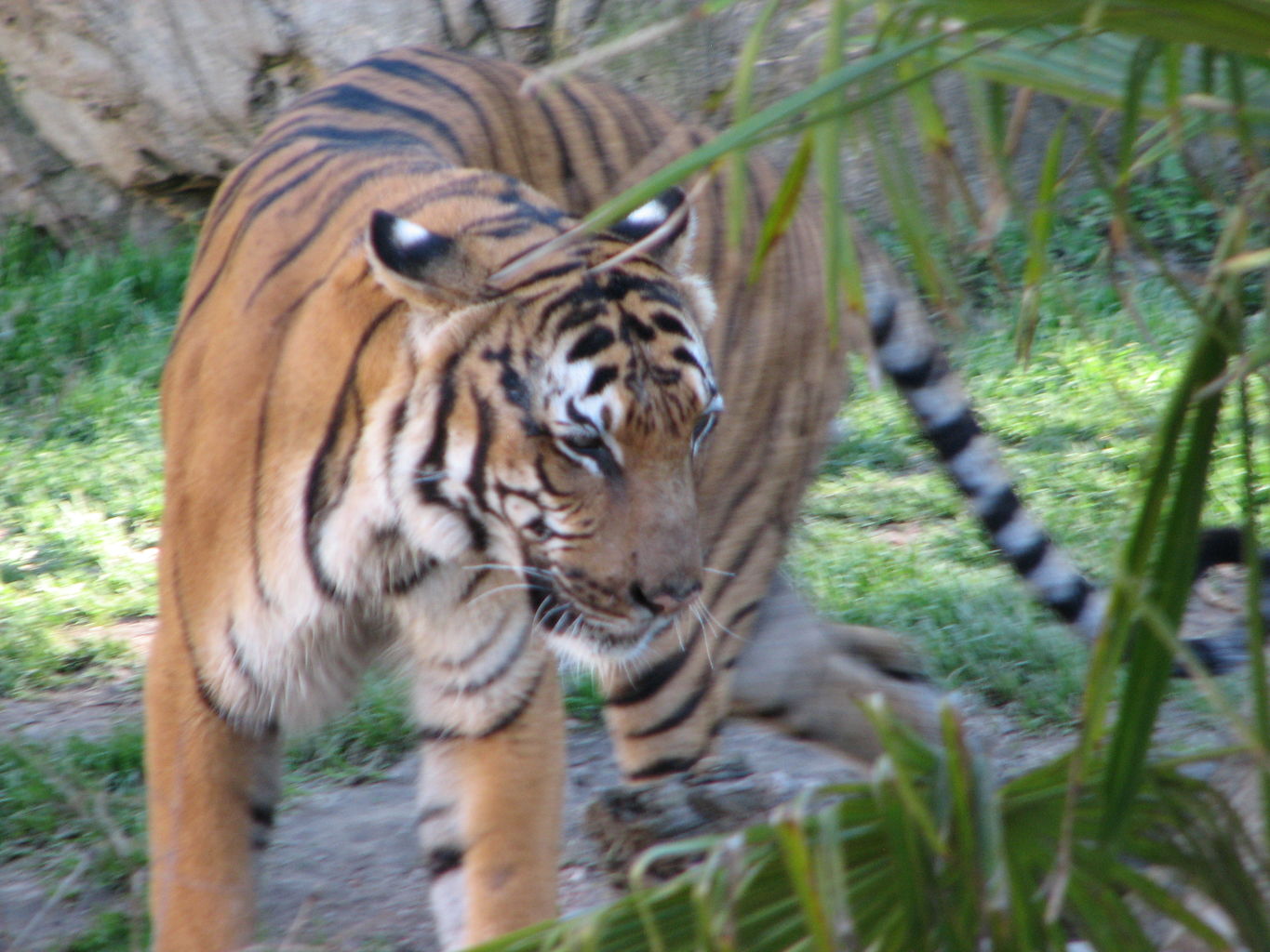 Fort Worth Zoo