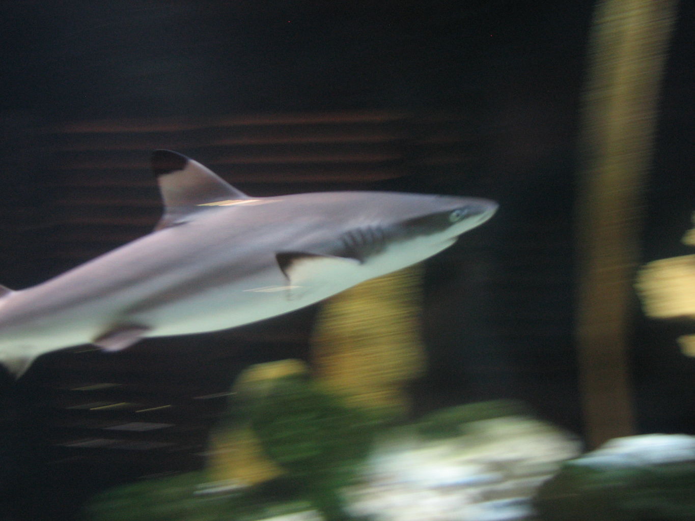 Fort Worth Zoo