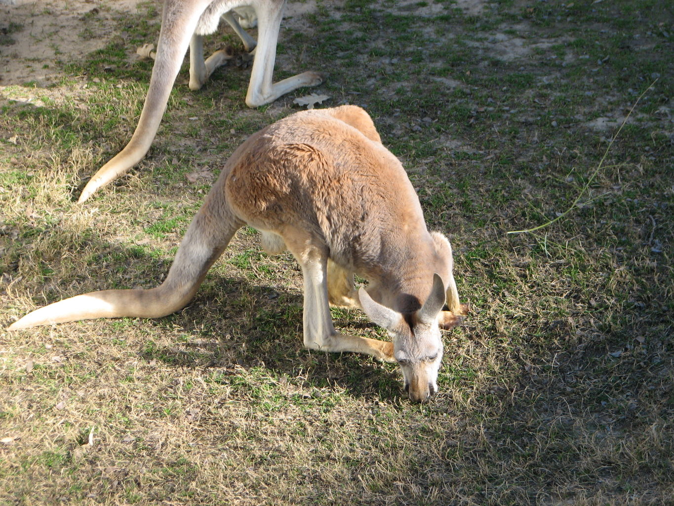 Fort Worth Zoo