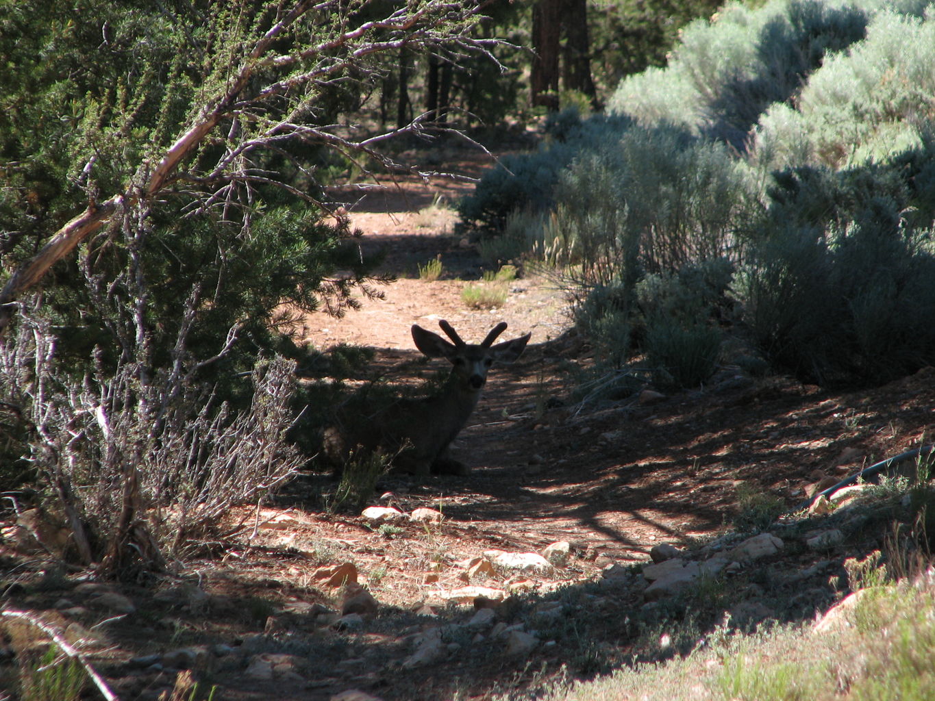 Grand Canyon - Day 4