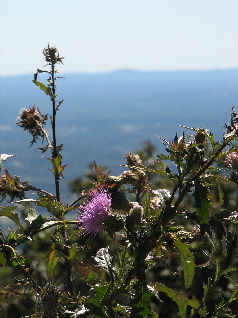 Queen Wilhemena State Park - Day 2