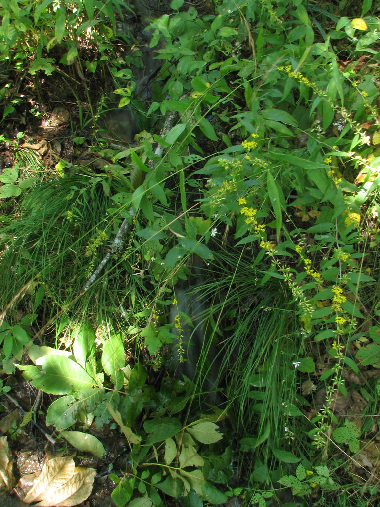 Queen Wilhemena State Park - Day 2