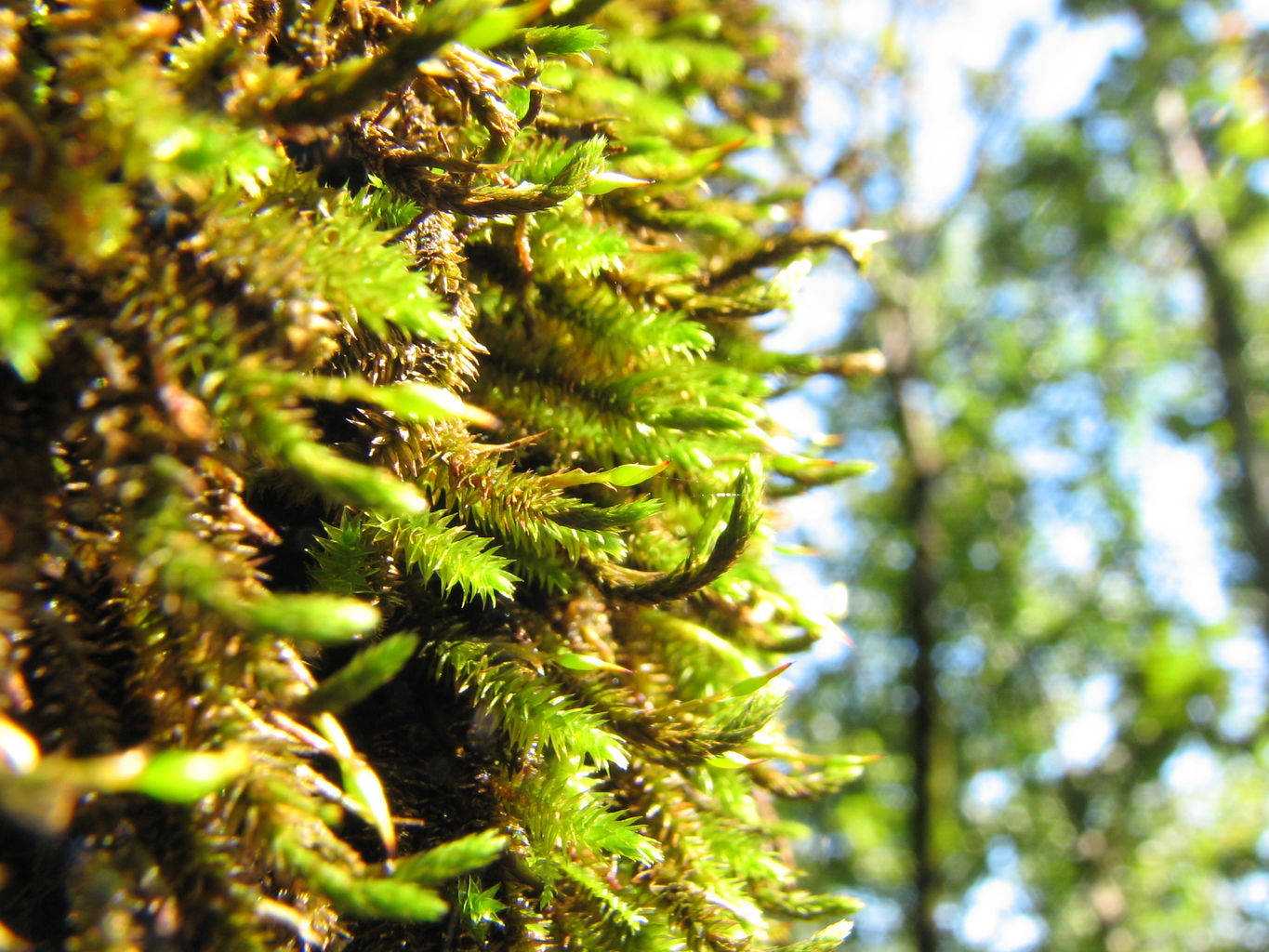 Queen Wilhemena State Park - Day 2