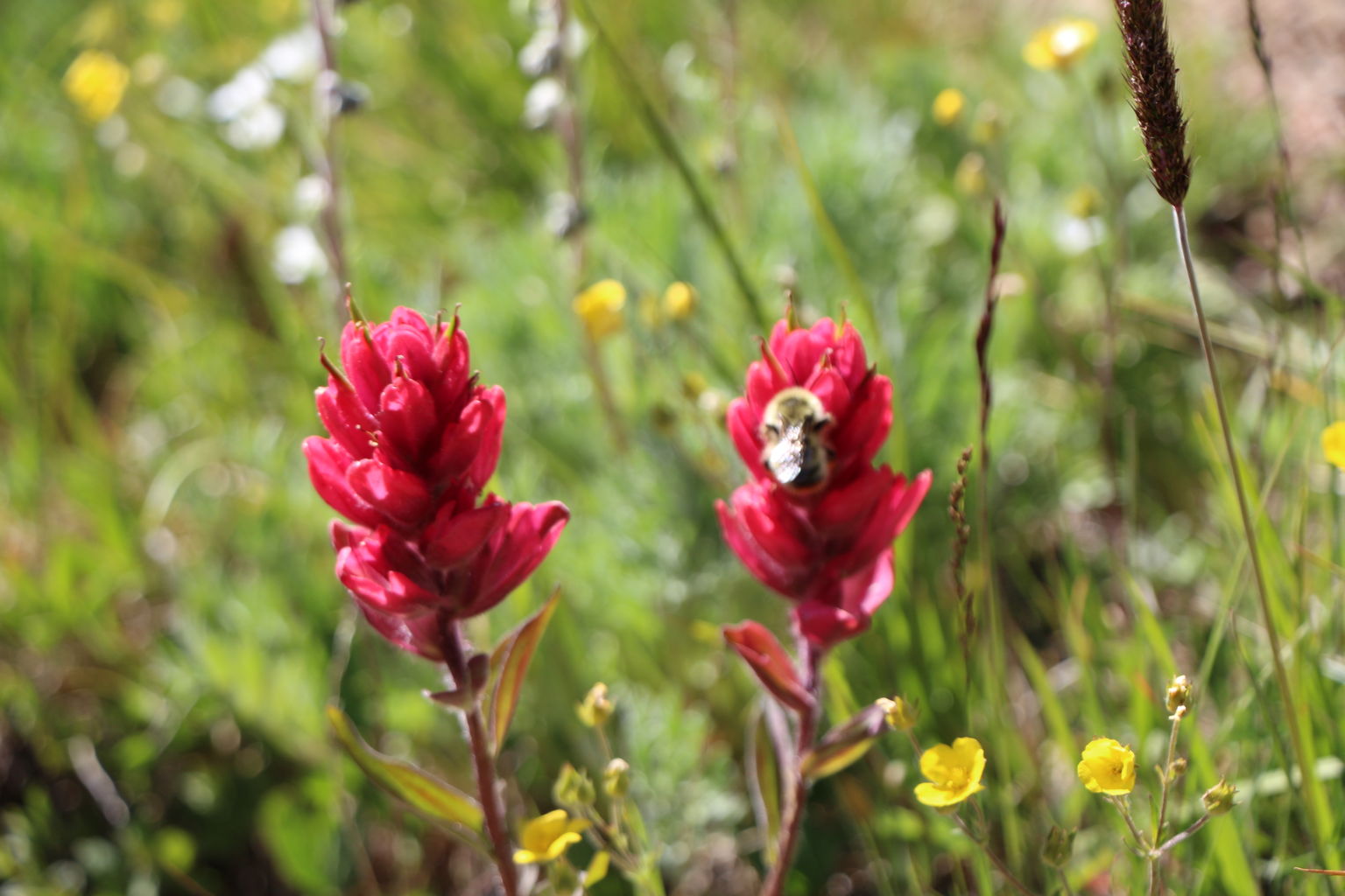 Guanella Pass - July 2015