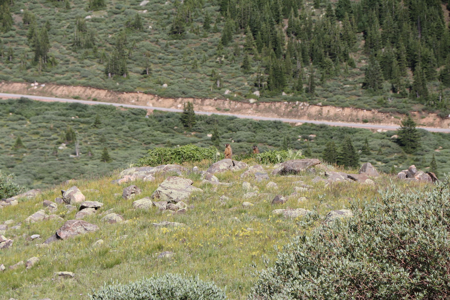 Guanella Pass - July 2015