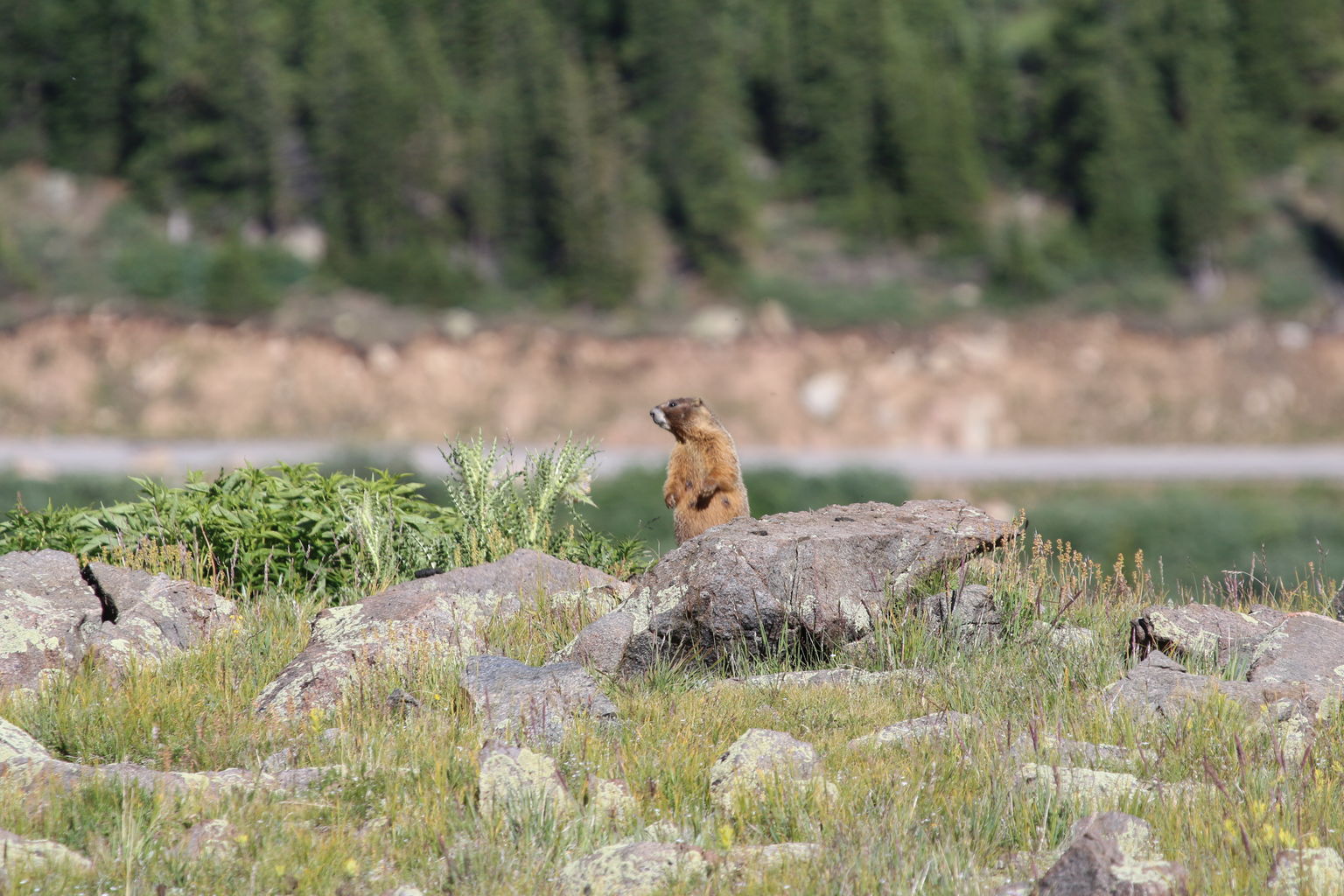 Guanella Pass - July 2015