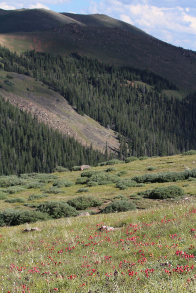 Guanella Pass - July 2015