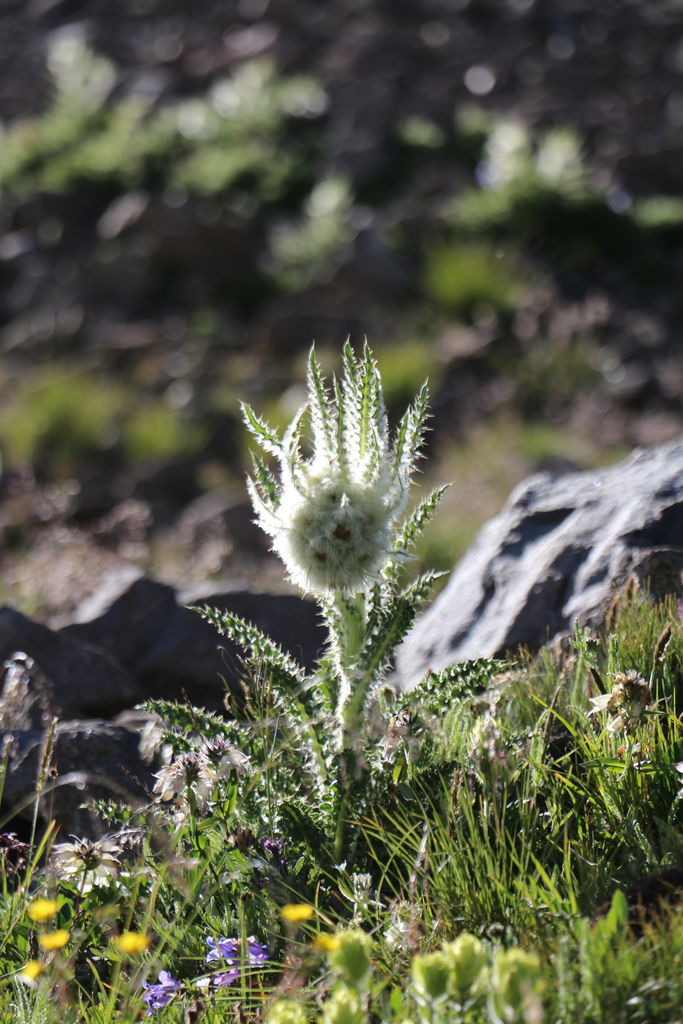 Guanella Pass - July 2015