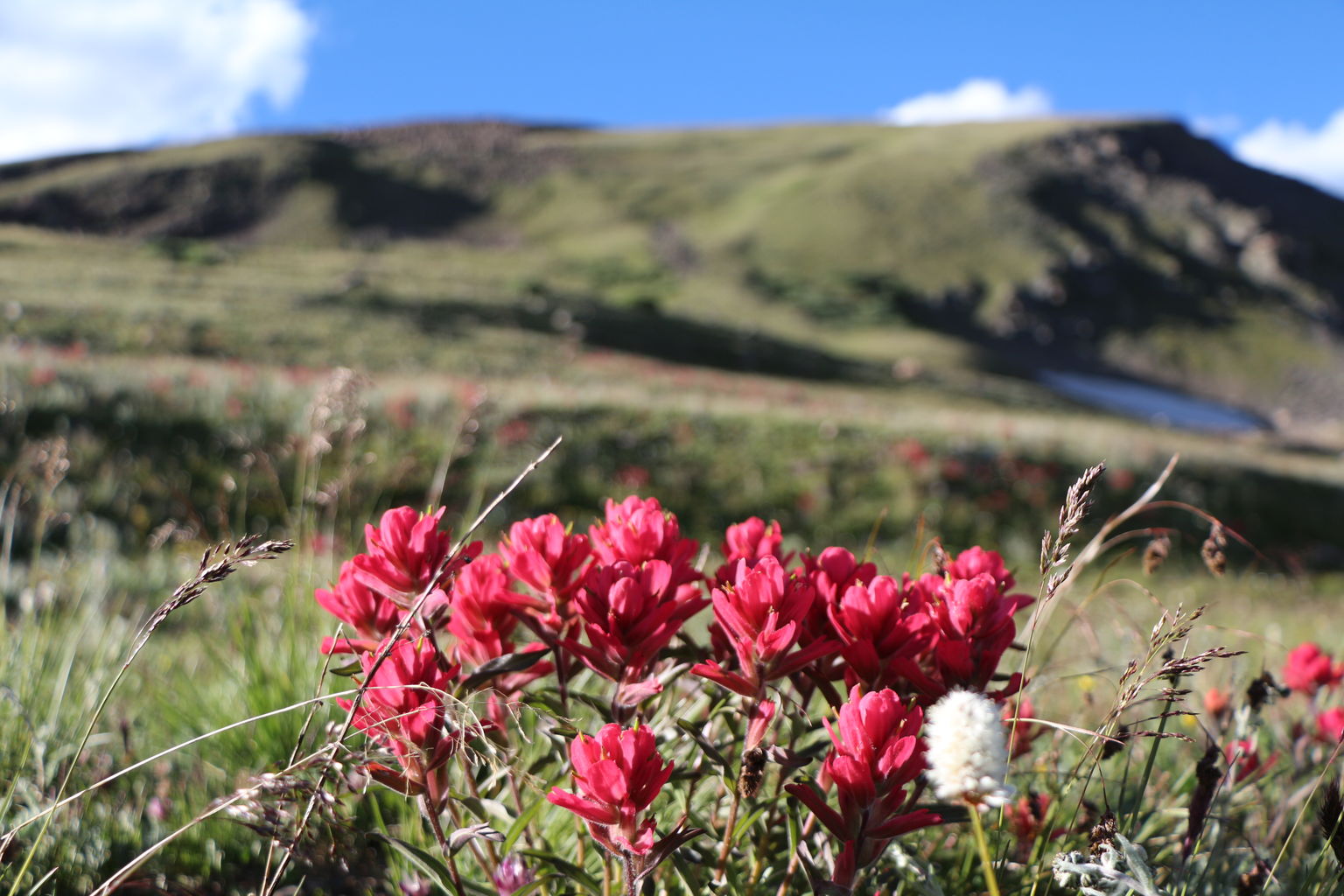 Guanella Pass - July 2015