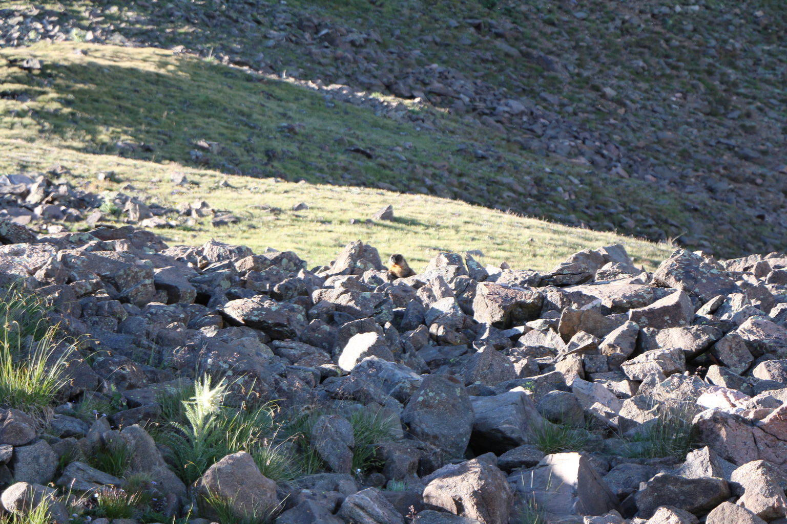 Guanella Pass - July 2015