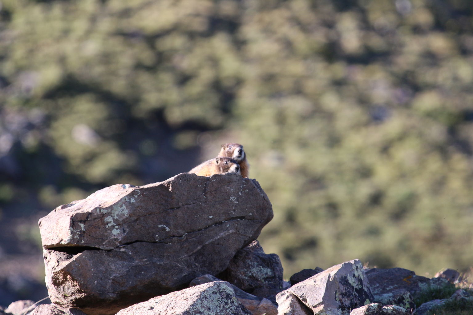 Guanella Pass - July 2015