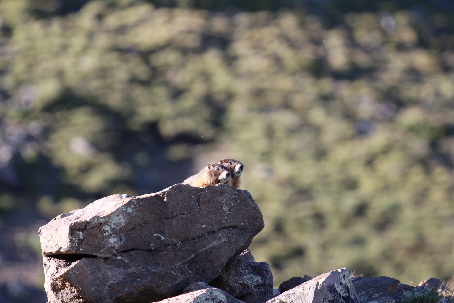 Guanella Pass - July 2015