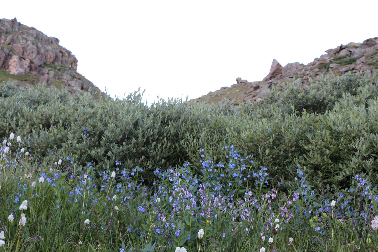 Guanella Pass - July 2015