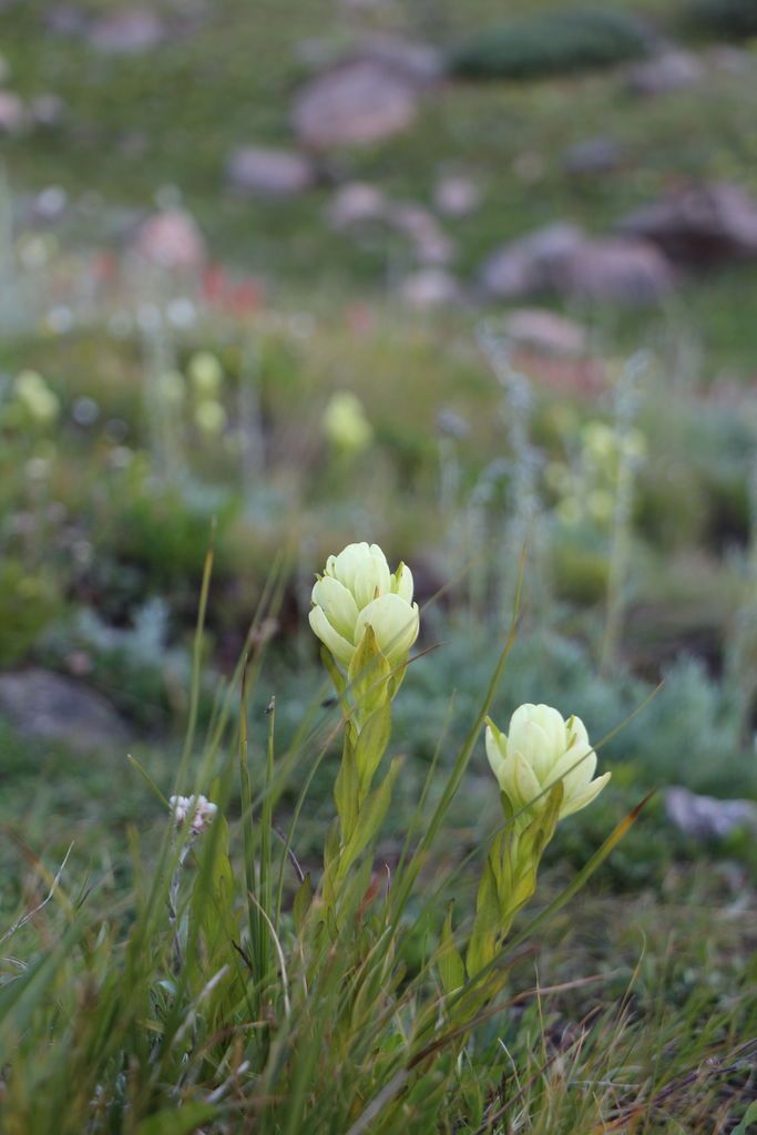 Guanella Pass - July 2015