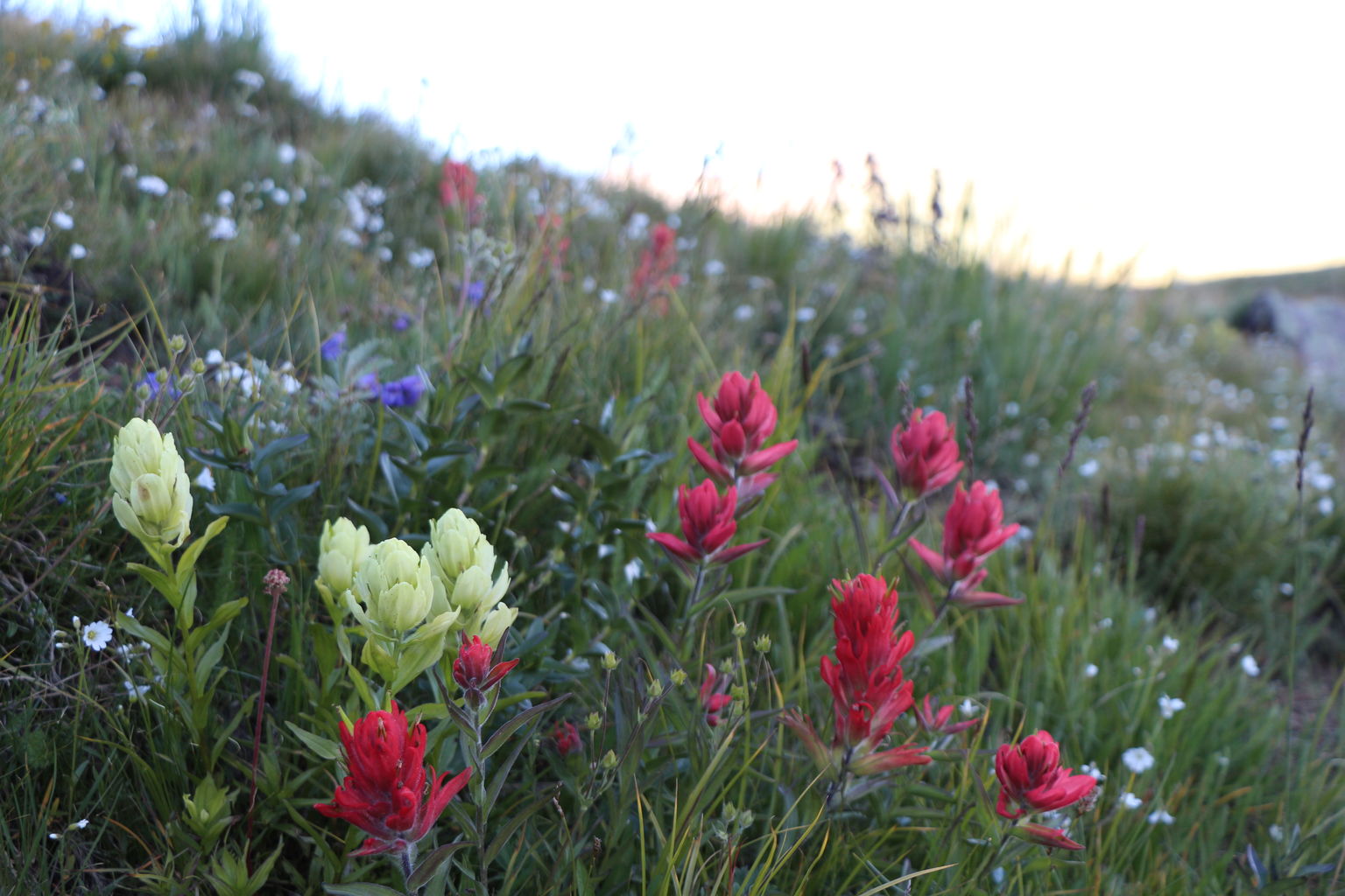 Guanella Pass - July 2015
