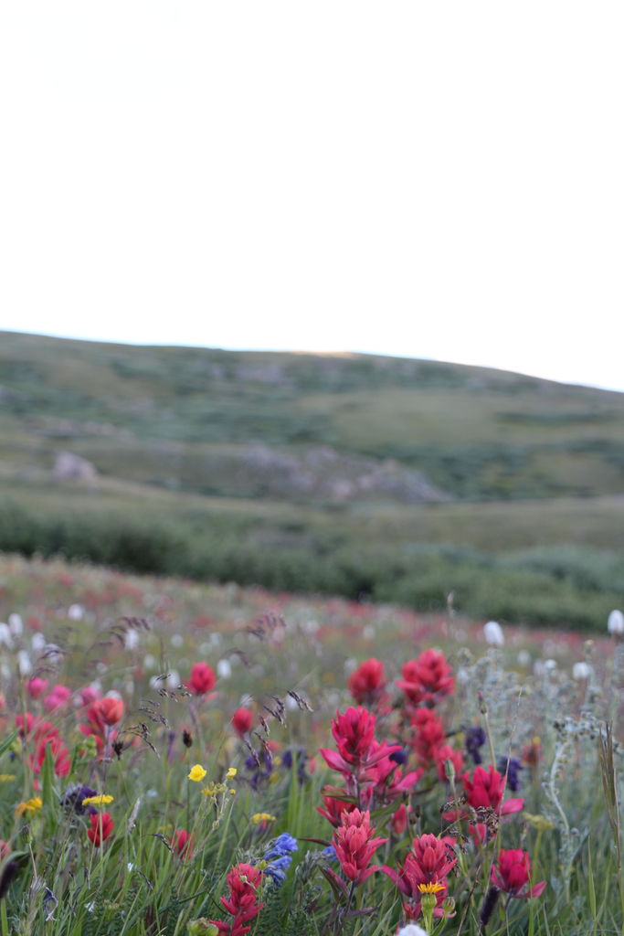 Guanella Pass - July 2015