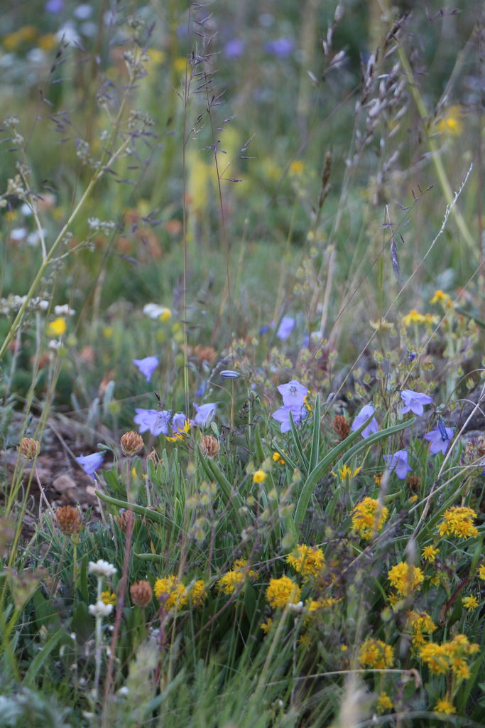 Guanella Pass - July 2015