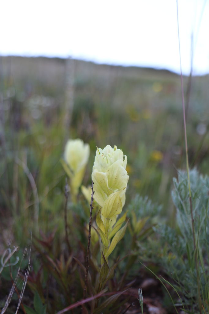 Guanella Pass - July 2015