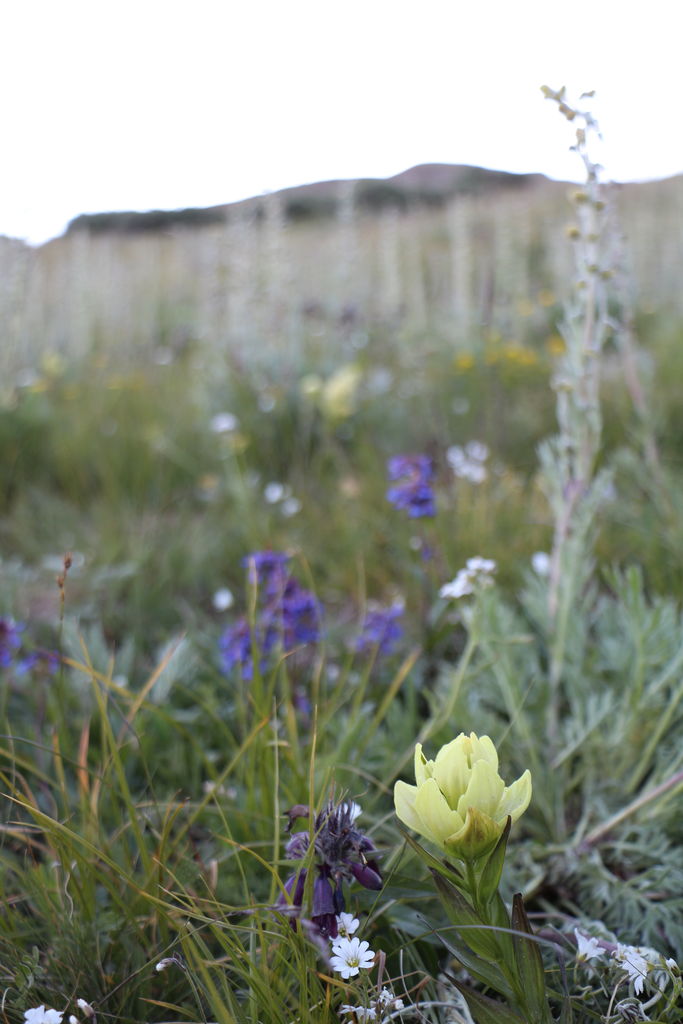 Guanella Pass - July 2015