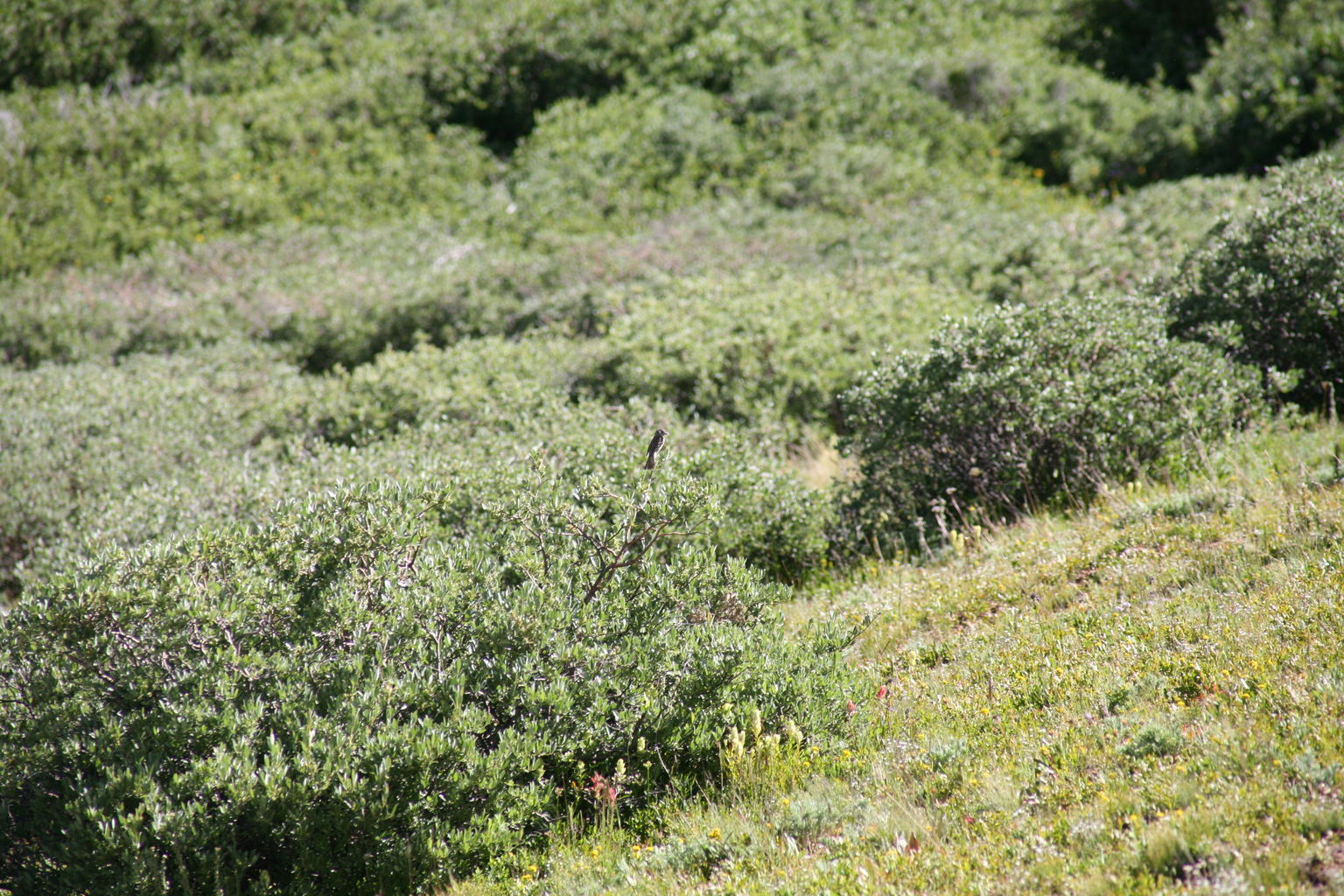 Guanella Pass - July 2015