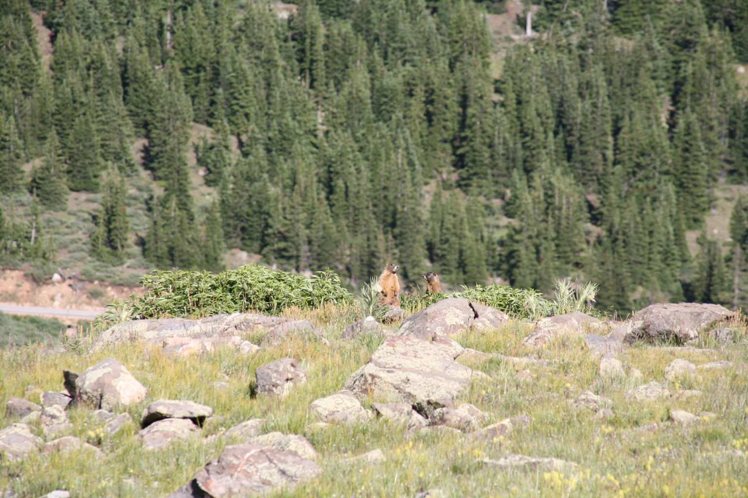 Guanella Pass - July 2015