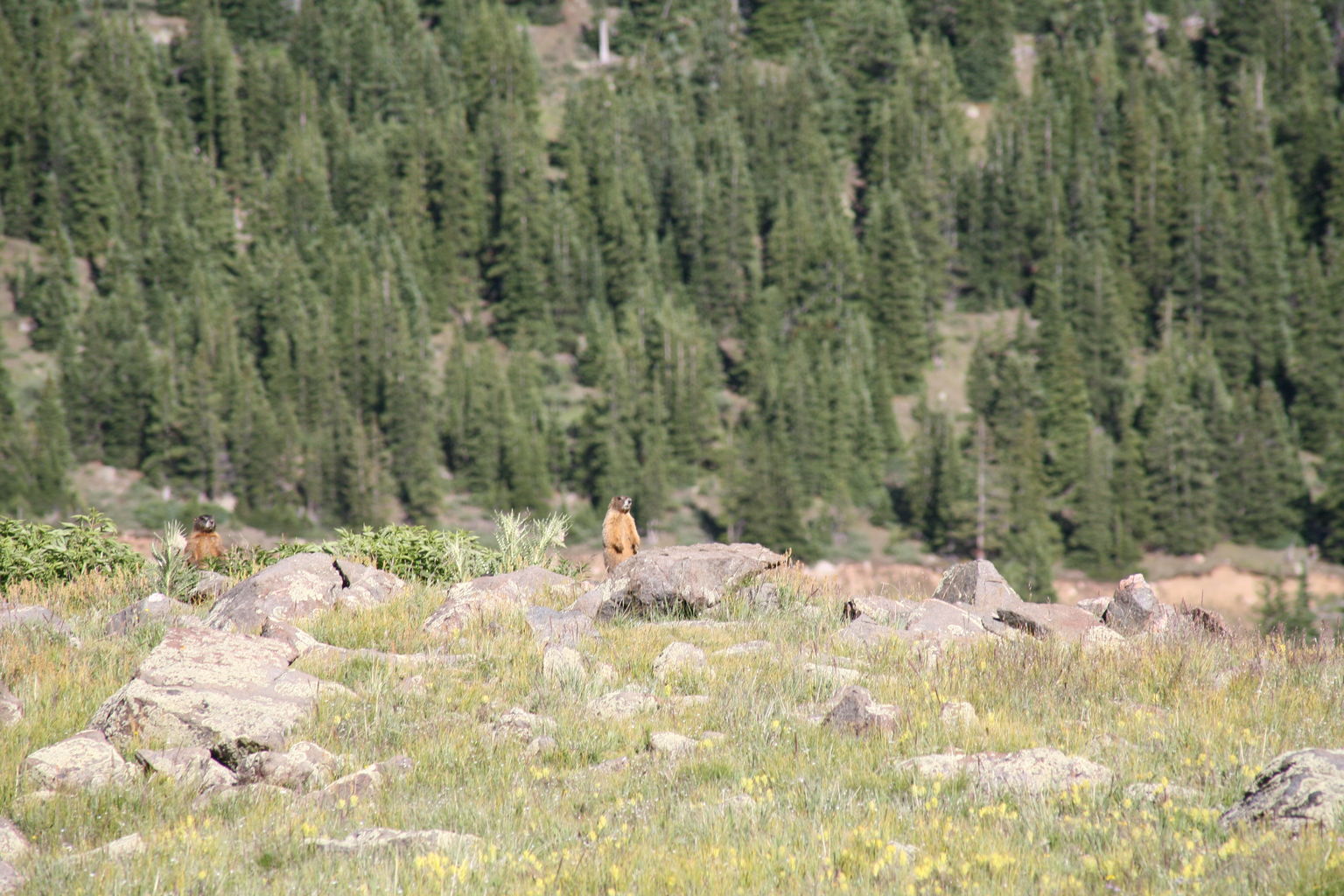 Guanella Pass - July 2015