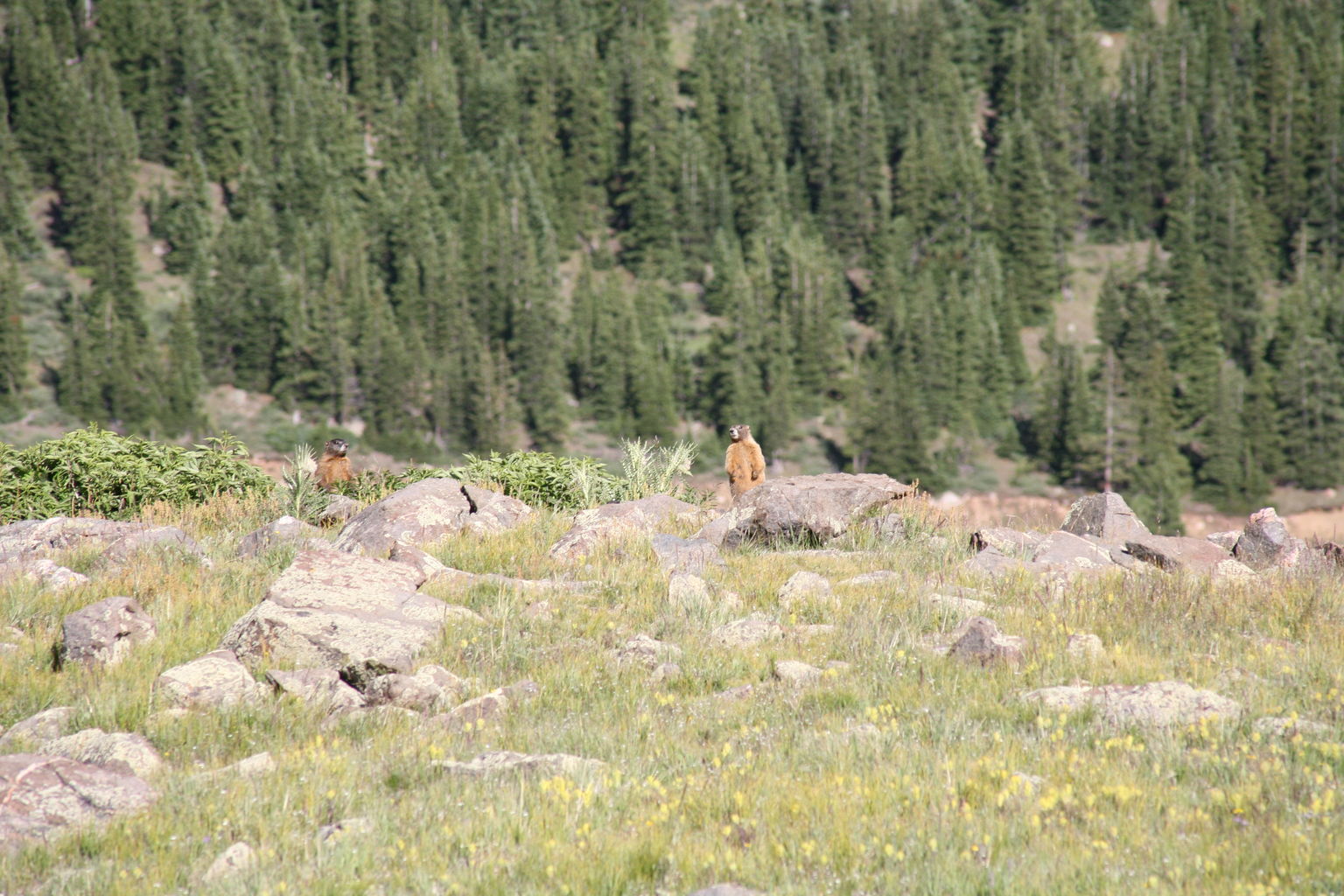 Guanella Pass - July 2015