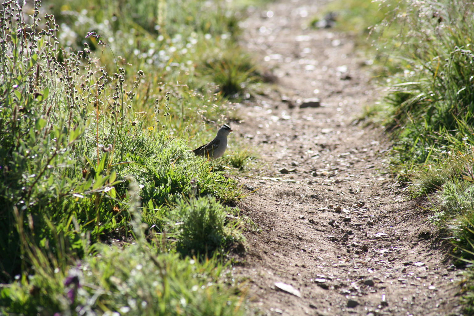 Guanella Pass - July 2015