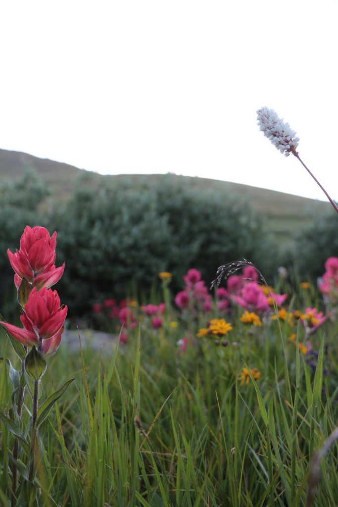 Guanella Pass - July 2015