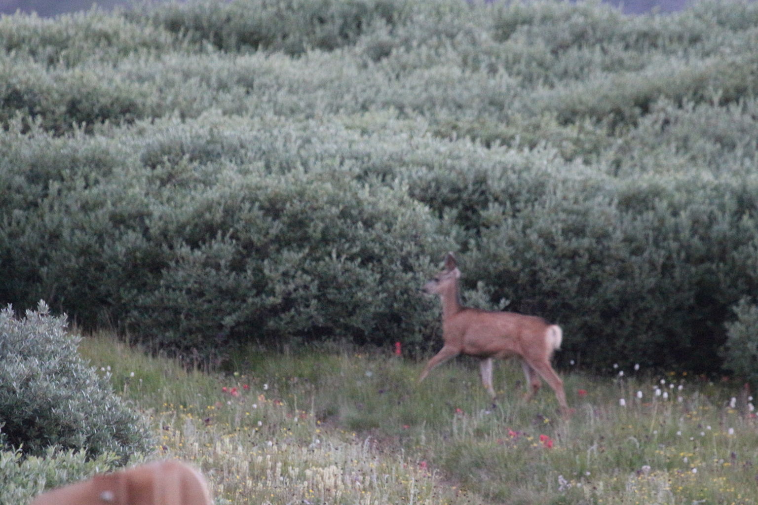 Guanella Pass - July 2015