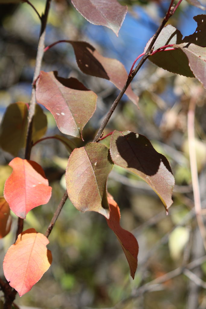 Kachline Family Photos 2015-10-12