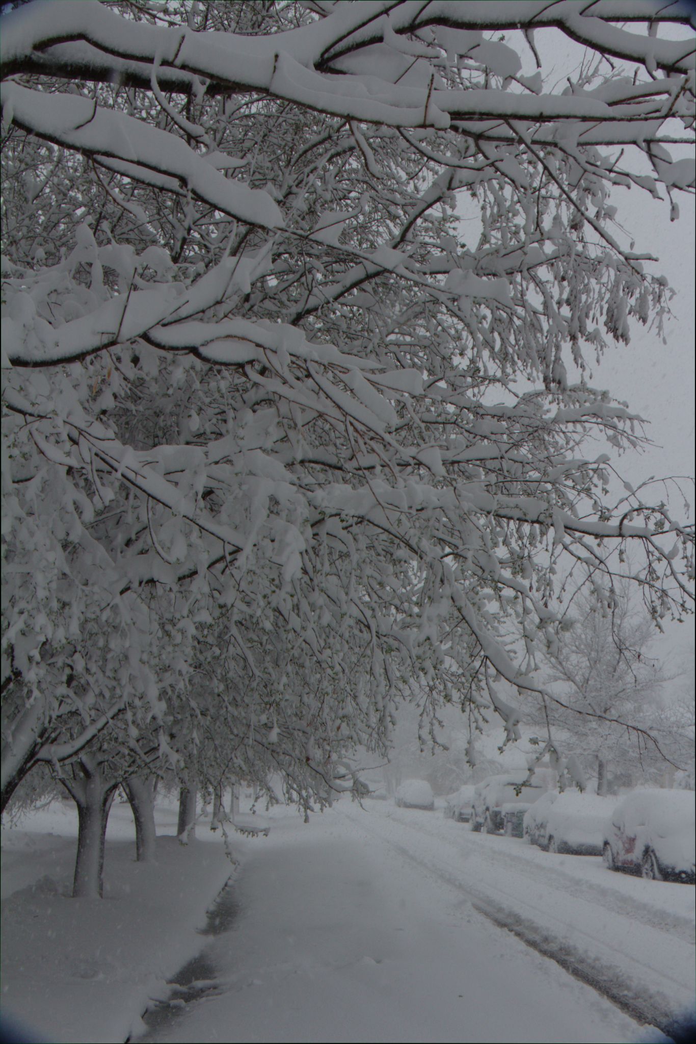 Springtime Blizzard in Denver