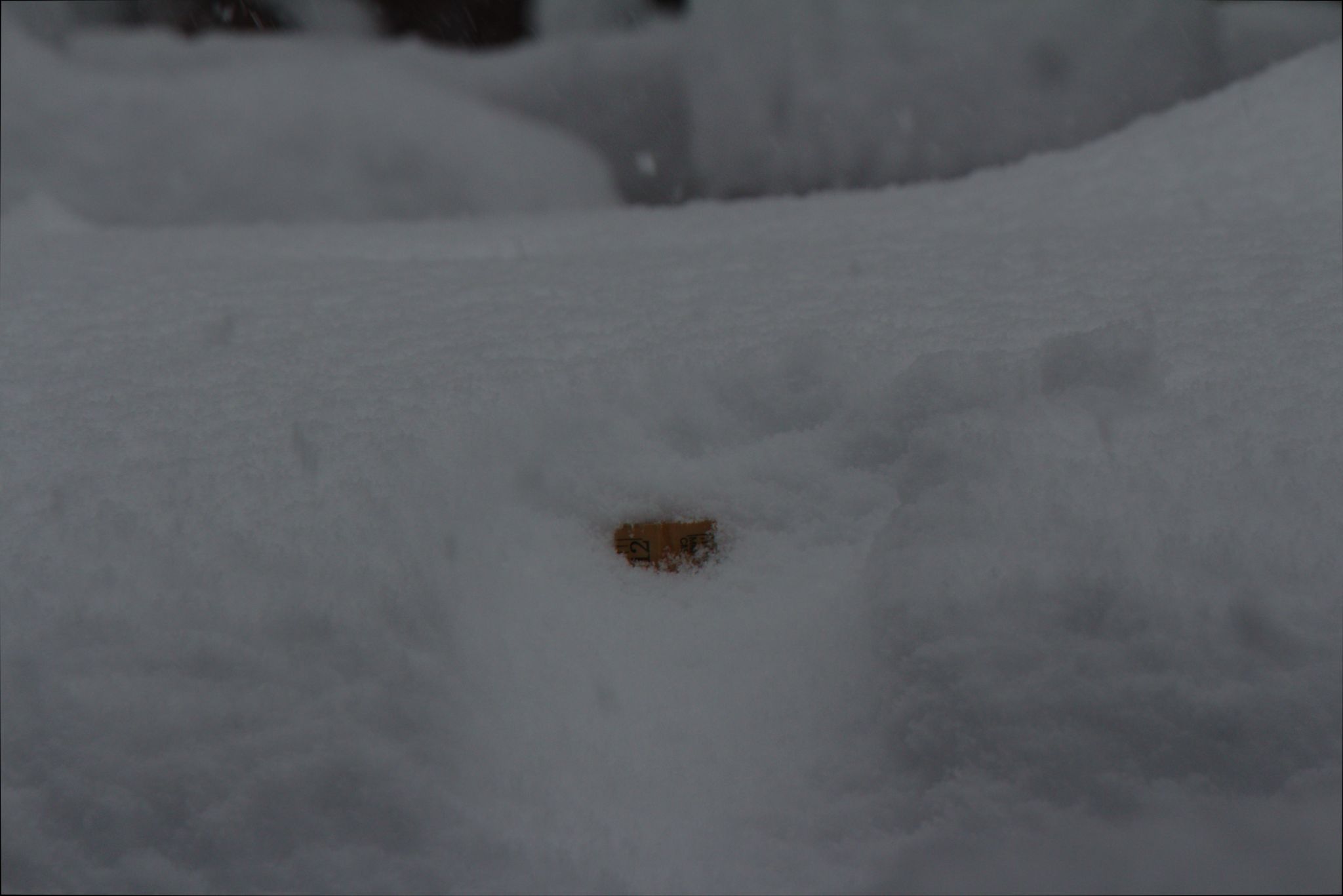 Springtime Blizzard in Denver