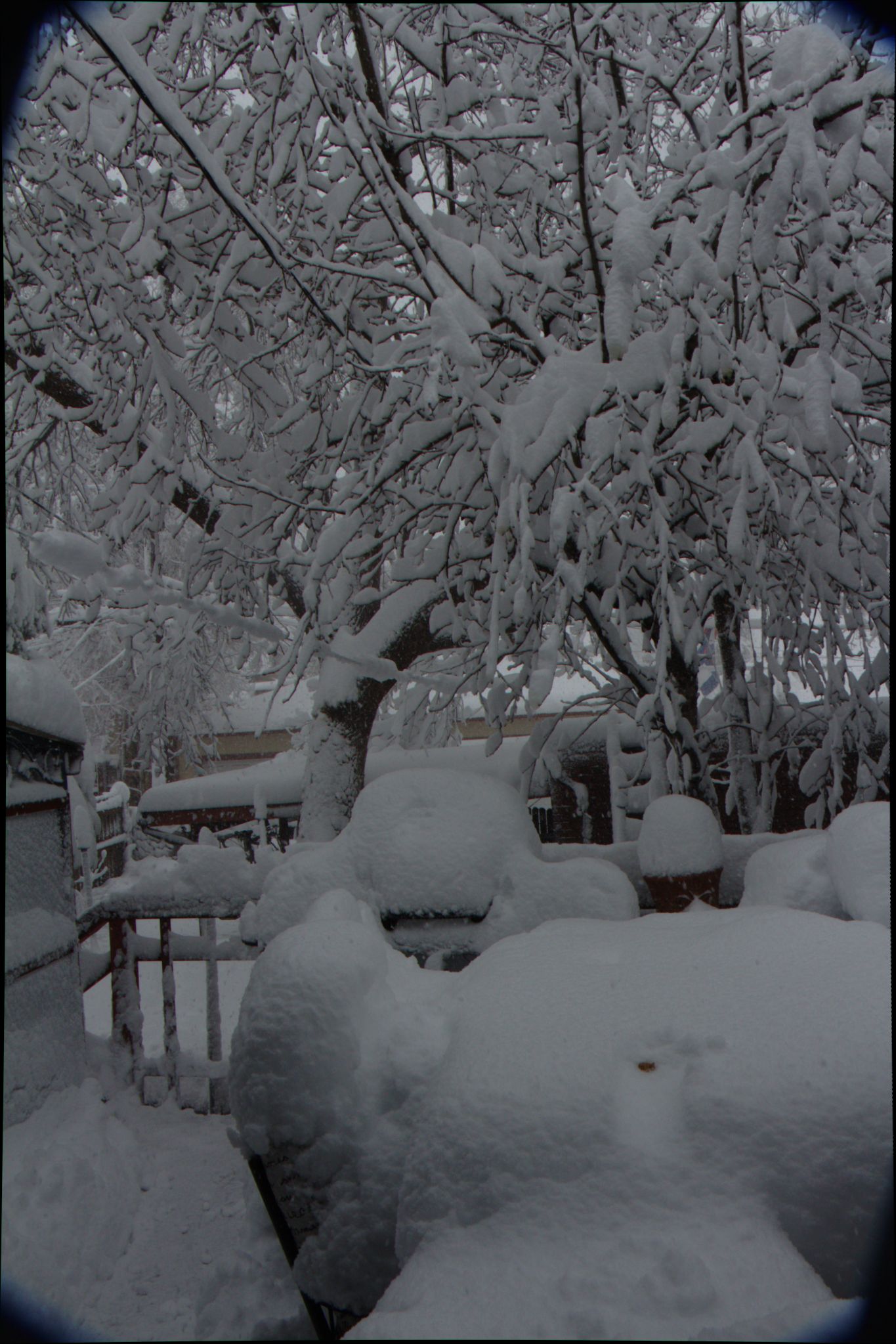 Springtime Blizzard in Denver