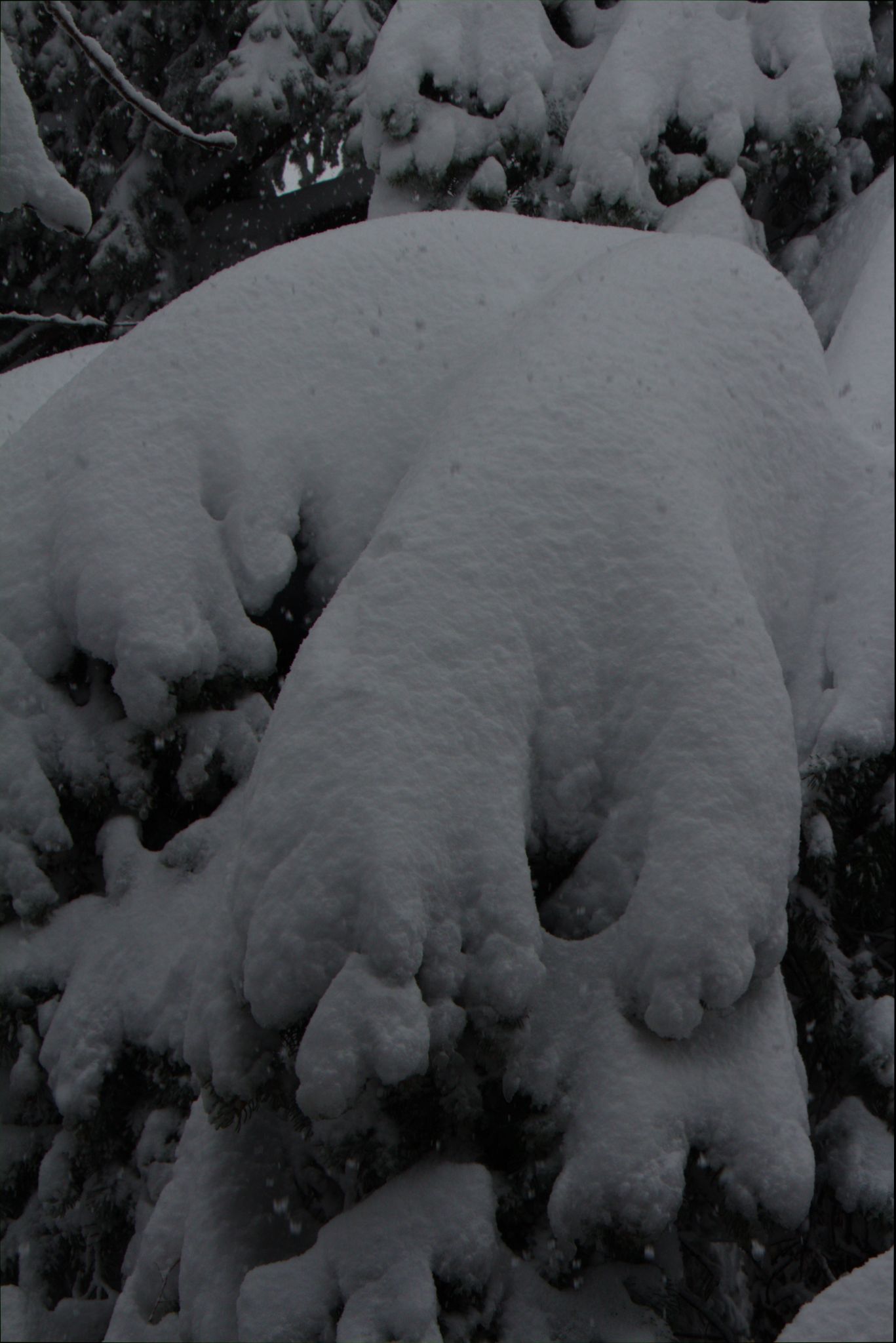 Springtime Blizzard in Denver