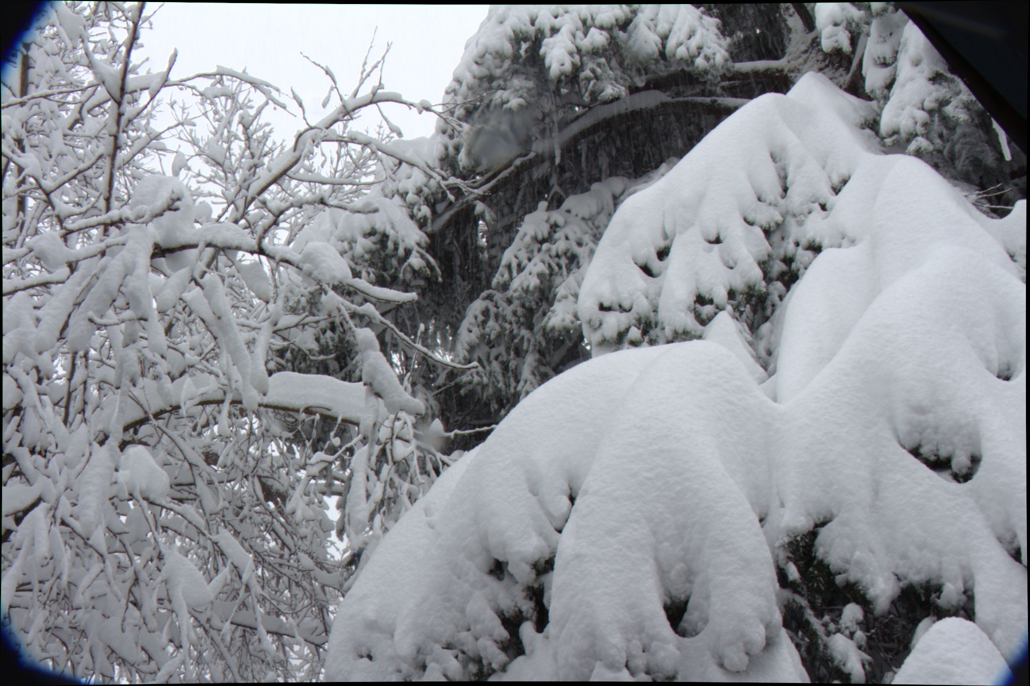 Springtime Blizzard in Denver