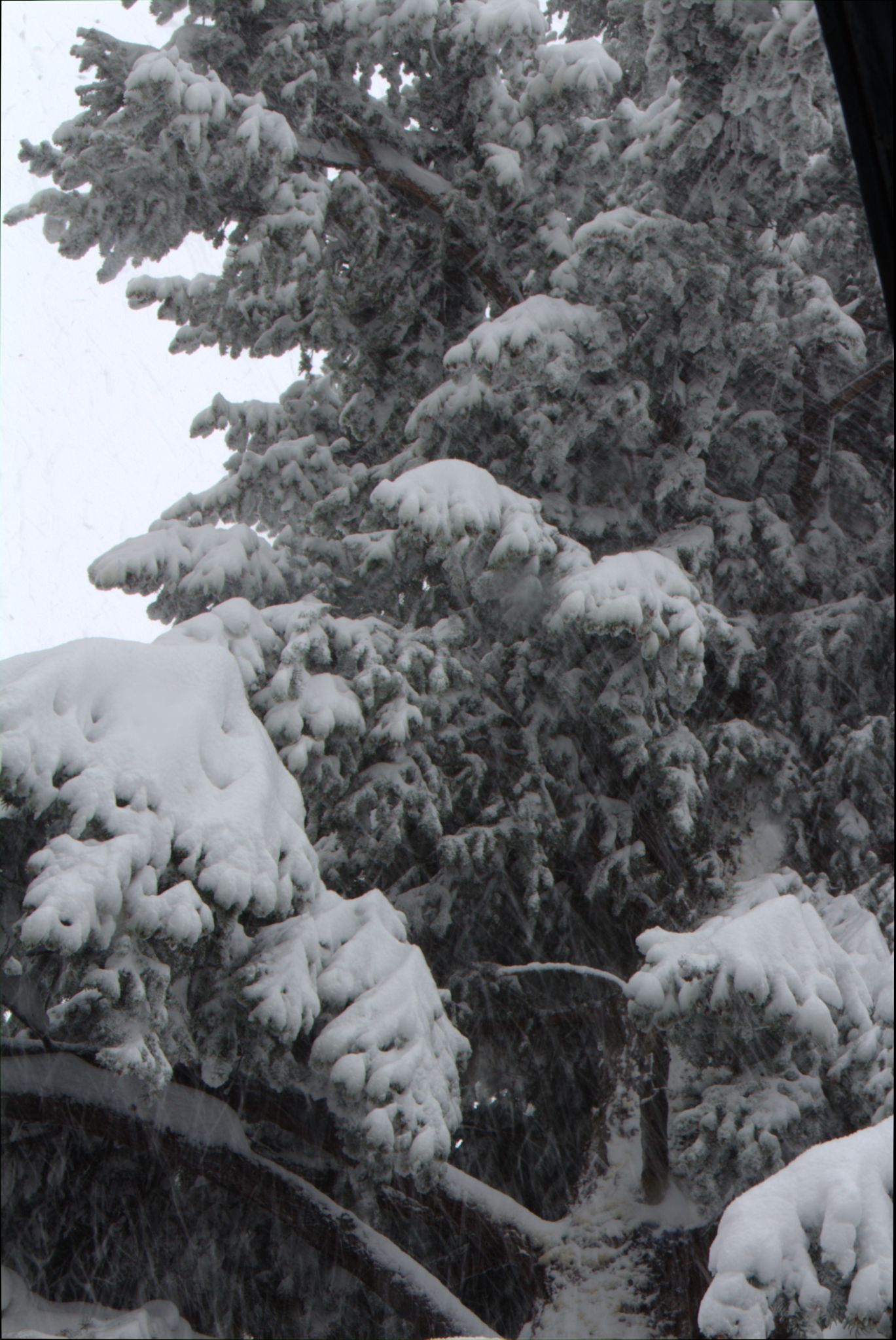 Springtime Blizzard in Denver